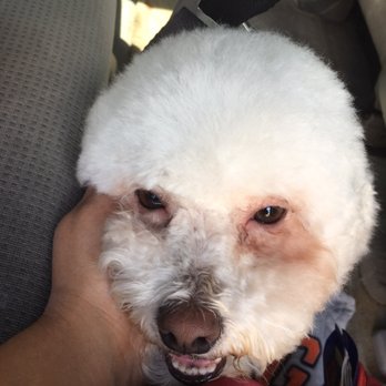 Barking Beauties Spa - Pet Groomers Near Me - San Antonio, Texas Barking Beauties Spa - Pet Groomers Near Me - San Antonio, Texas