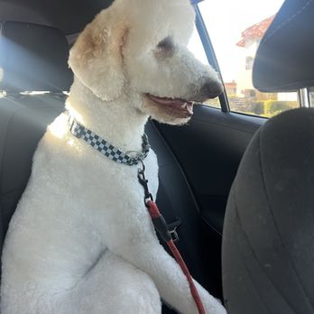 Lush Spaw - Pet Groomers Near Me - Santa Clara, California Lush Spaw - Pet Groomers Near Me - Santa Clara, California