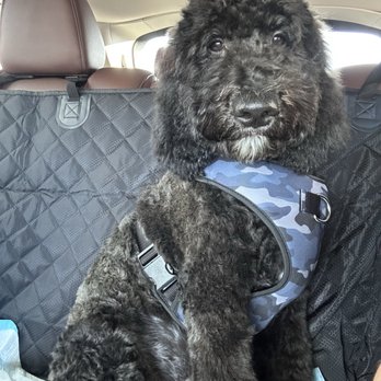 Bogart's Bone Appetit - After groomed - Pet Groomers Near Me - Las Vegas, Nevada