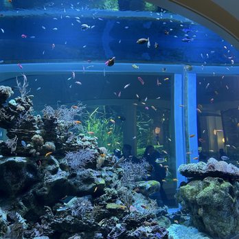 Shedd Aquarium - Aquariums Near Me - Chicago, Illinois Shedd Aquarium - Aquariums Near Me - Chicago, Illinois