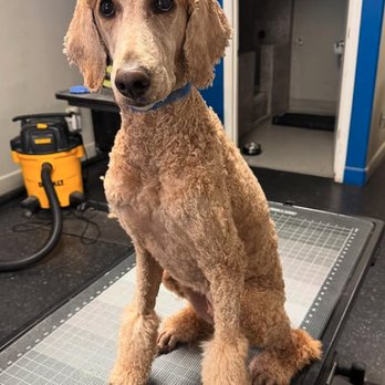 Mutt Cuts - Pet Groomers Near Me - Chico, California Mutt Cuts - Pet Groomers Near Me - Chico, California