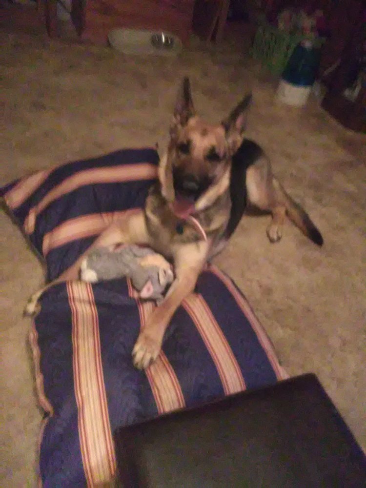 KOKOMO HOME BUDDIES 60 Photos Kokomo, Indiana Pet Boarding