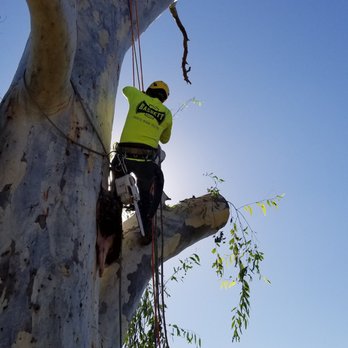 Bassett Tree Service - Tree Services Near Me - Mesa, Arizona