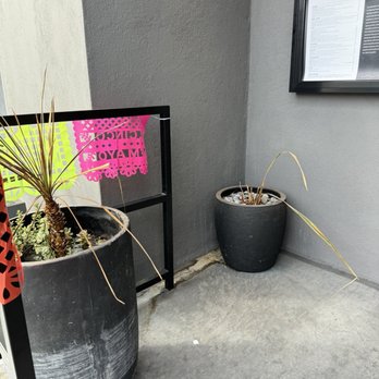La Popular - Dying plants - Cocktail Bars Near Me - Claremont, California