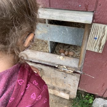 Old Windmill Farm - Collecting eggs - Attraction Farms Near Me - Ronks, Pennsylvania