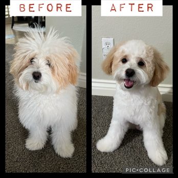 1. Oh My Dog! Grooming
