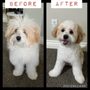 Photo of Oh My Dog! Grooming