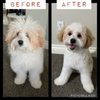 Oh My Dog! Grooming gift card