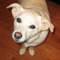 Bark Busters Home Dog Training Fredericksburg