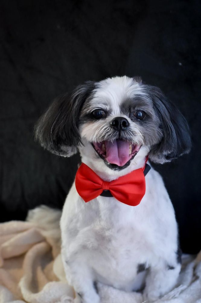 DANI B DOG GROOMING Updated September 2024 32 Photos 3401