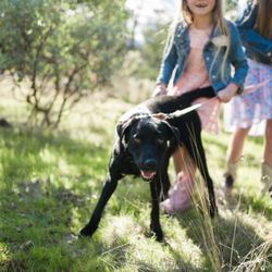 Redding Veterinary Clinic