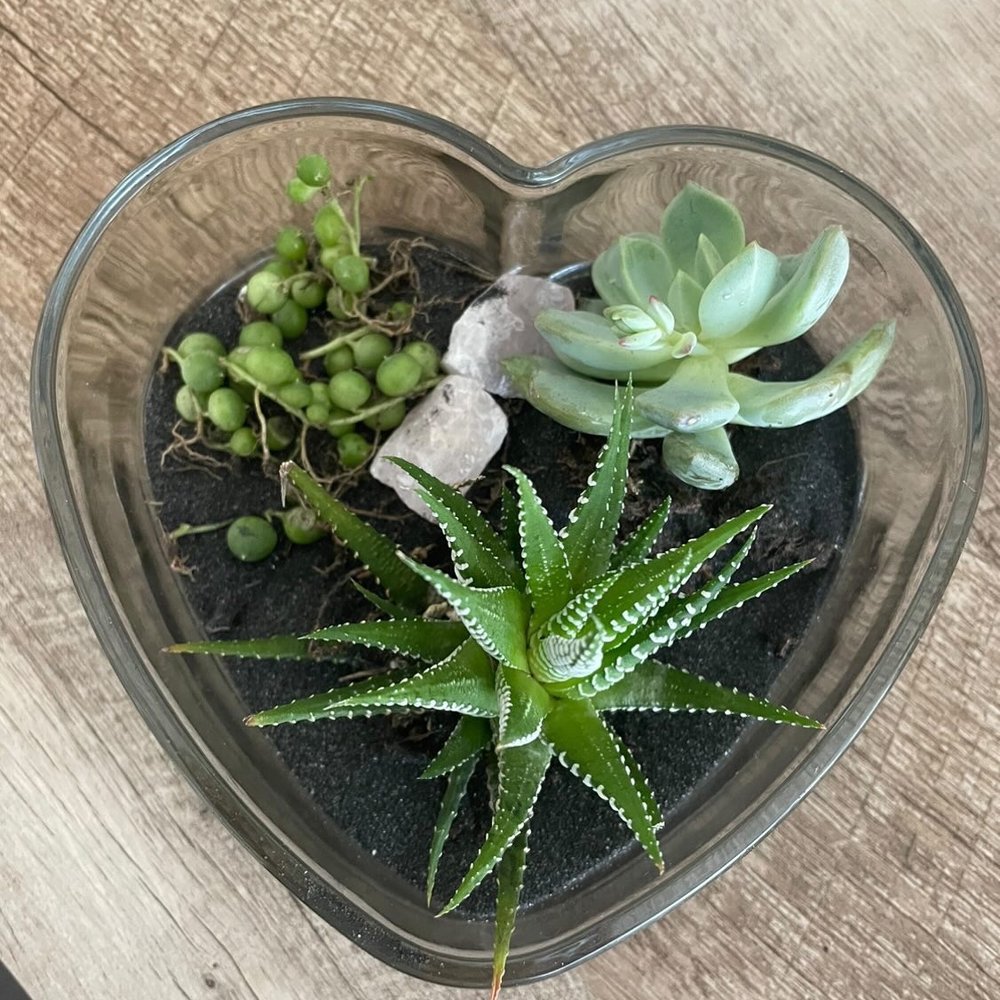 The Succulent Scene - Special Valentine's Day terrarium that the accommodated just for me! They are super flexible with ideas. - Party & Event Planning Near Me The Succulent Scene - Special Valentine's Day terrarium that the accommodated just for me! They are super flexible with ideas. - Party & Event Planning Near Me