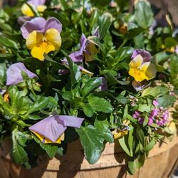 Northern Farm & Flowers