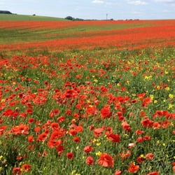 Ditchling Beacon - Poppies!!