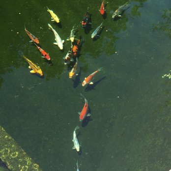 Cali Koi - Happy fish in their new digs - Local Fish Stores Near Me - North Hollywood, California Cali Koi - Happy fish in their new digs - Local Fish Stores Near Me - North Hollywood, California