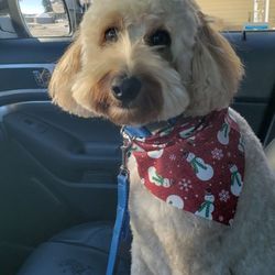 Terri's Pet Styling School