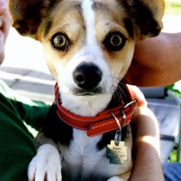 The doggie I adopted from Used Pets :) We have since named her Ping!