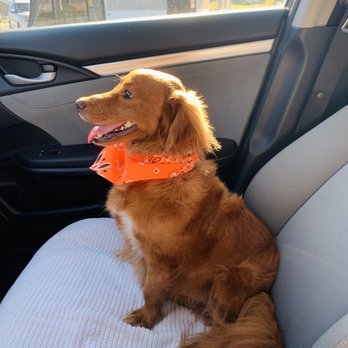Bark City - Pet Groomers Near Me - Baton Rouge, Louisiana