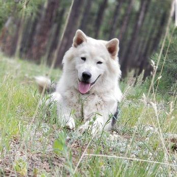 Manners 4D Mutz - Bear was a very smart puppy - Pet Training Near Me Manners 4D Mutz - Bear was a very smart puppy - Pet Training Near Me
