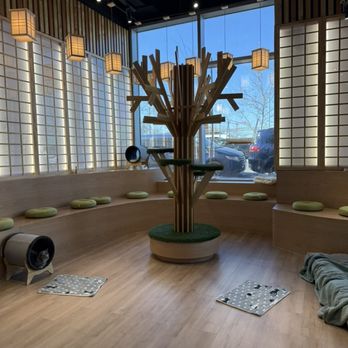 Kokoro Cat Cafe - Themed Cafes Near Me - Queens, New York Kokoro Cat Cafe - Themed Cafes Near Me - Queens, New York