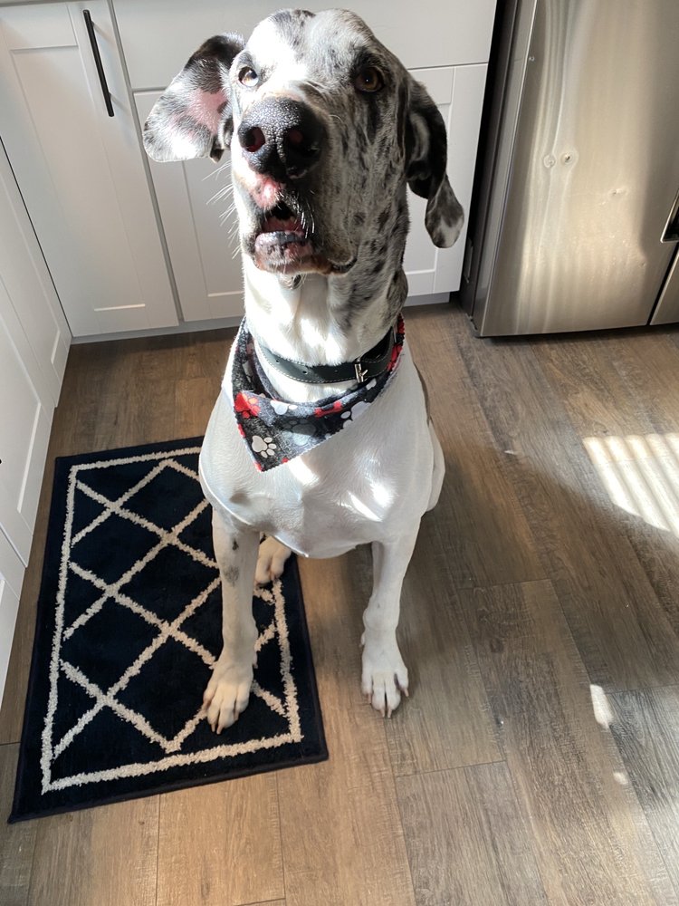 THE PAW SPA CHOWCHILLA Updated September 2024 41 Photos & 10