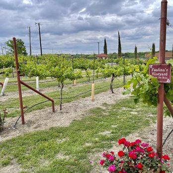 San Martino Winery - Wine yard - Wineries Near Me - Lavon, Texas San Martino Winery - Wine yard - Wineries Near Me - Lavon, Texas