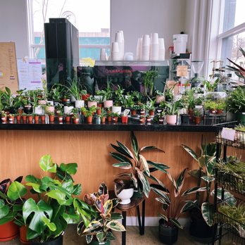 Bloomsgiving - Plants around the espresso machine - Florists Near Me - Mountain View, California