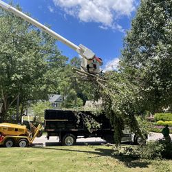 Monkey Tree Service - Lift trees