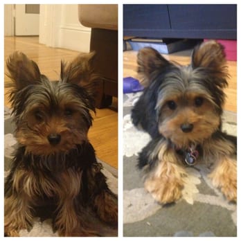 Gypsys S First Haircut A Little Before And After Katherine Did A
