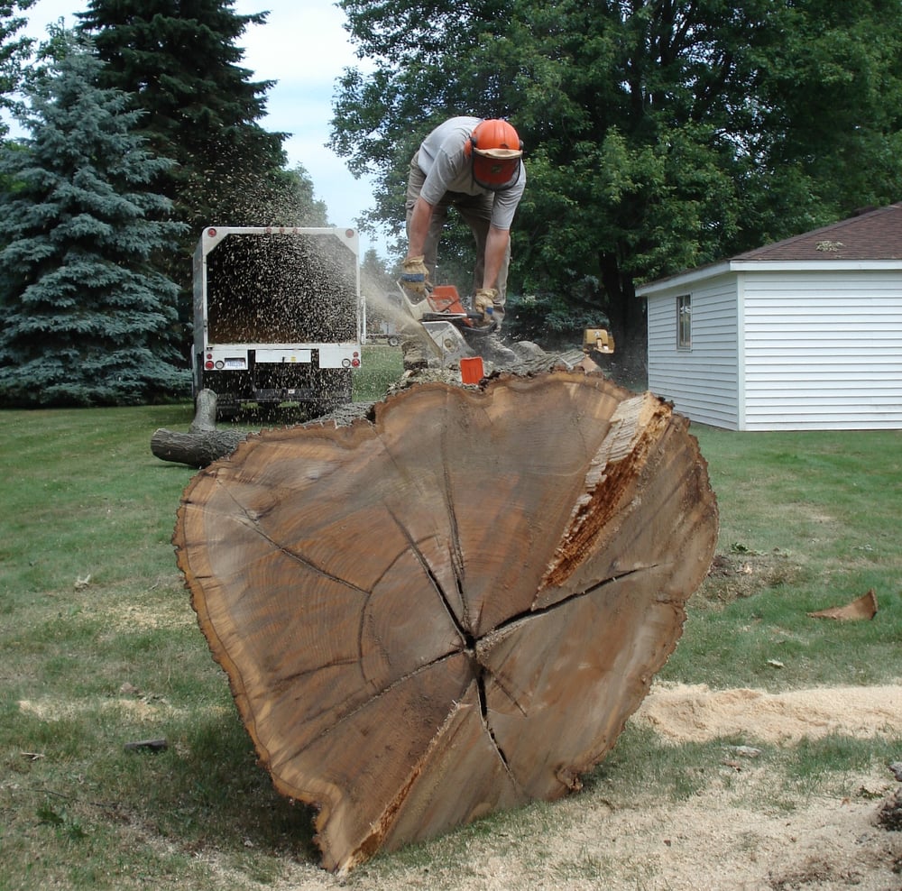 THE LUMBERJACKS TREE SERVICE 19 Reviews 8205 Jackson Road, Ann