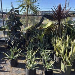 First Image Nursery - Agave and aloe plants
