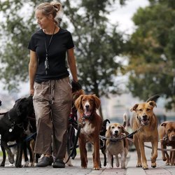Fourstar Pet Delivery Services