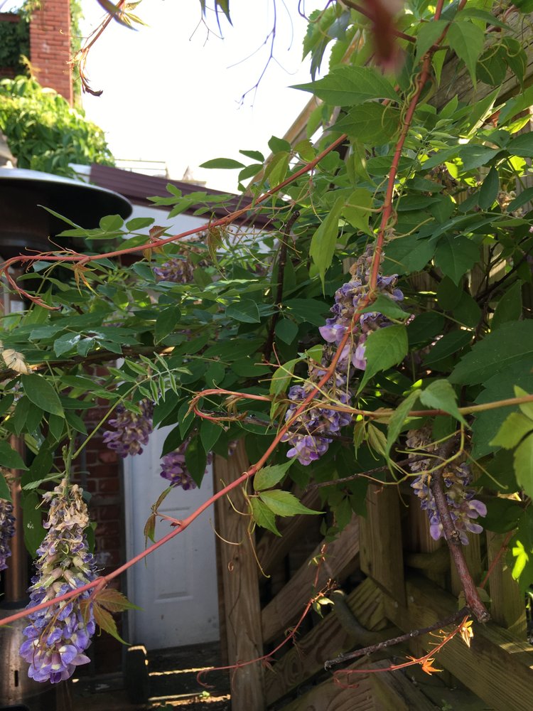 Bloomfield Steak and Ale Logo