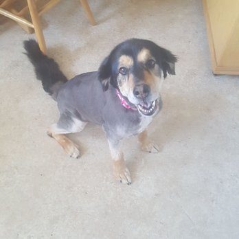 Lesha's Dog Grooming - Pet Groomers Near Me - Tacoma, Washington