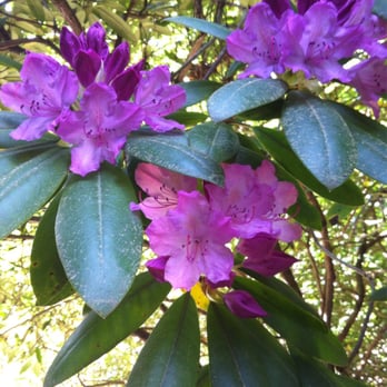 Rhododendron Garden - Botanical Gardens Near Me - Tacoma, Washington Rhododendron Garden - Botanical Gardens Near Me - Tacoma, Washington