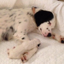 Unleashed helped keep these two happy and healthy Unleashed helped keep these two happy and healthy