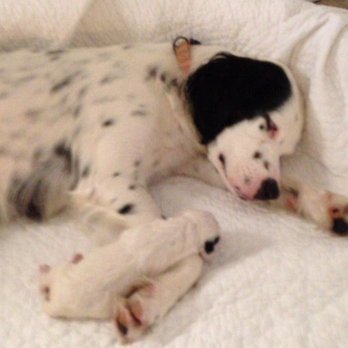 Unleashed Landfall - Unleashed helped keep these two happy and healthy - Pet Services Near Me - Wilmington, North Carolina Unleashed Landfall - Unleashed helped keep these two happy and healthy - Pet Services Near Me - Wilmington, North Carolina