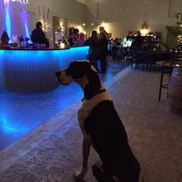 Max the resident Great Dane!! Max the resident Great Dane!!