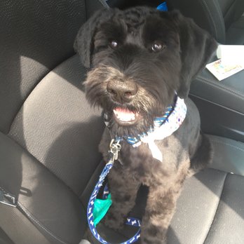 City Pet Grooming - Pet Groomers Near Me - Raleigh, North Carolina City Pet Grooming - Pet Groomers Near Me - Raleigh, North Carolina
