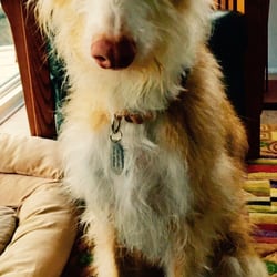Semper Fi Pet Salon - One handsome guy!