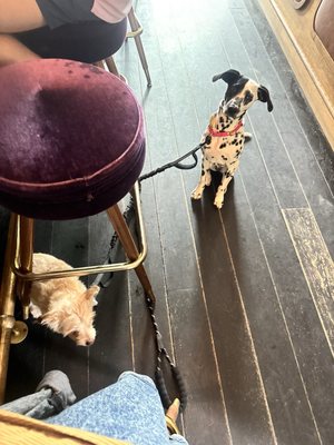 Howards Bar & Club by null