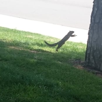 Loma Vista Park - Our buddy Ranger! He's wild! - Parks Near Me - San Dimas, California