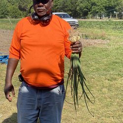 Main Road Farmer's Market - Just picked fresh onion