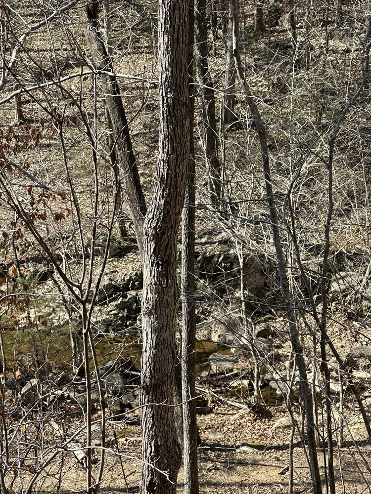 Cedar Falls Park Image