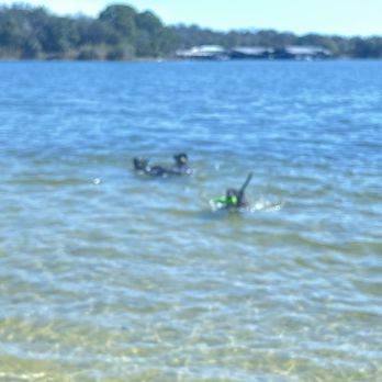 Bayview Dog Beach - Dog Parks Near Me - Pensacola, Florida Bayview Dog Beach - Dog Parks Near Me - Pensacola, Florida