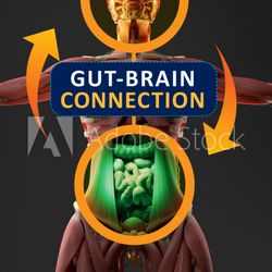 Gravity One Studio - Gut-Brain Connection