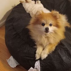 Lucky Dog Pet Grooming - NALA