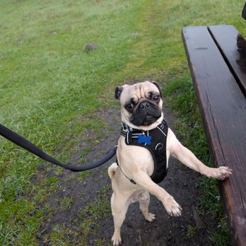 Savvy Dog Society - Wally - Dog Walkers Near Me Savvy Dog Society - Wally - Dog Walkers Near Me