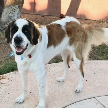Soft Coats Mobile Grooming - Lady was so happy and clean after her appointment with Renee!!! - Pet Groomers Near Me - Gilbert, Arizona Soft Coats Mobile Grooming - Lady was so happy and clean after her appointment with Renee!!! - Pet Groomers Near Me - Gilbert, Arizona