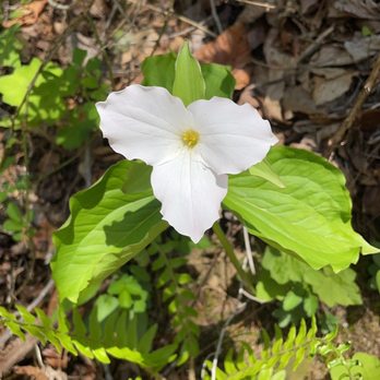 Mud Creek Falls - Large white trillium - Hiking Near Me - Sky Valley, Georgia